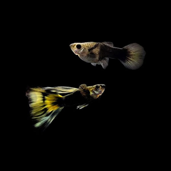 Half Black Leopard Guppy Supply