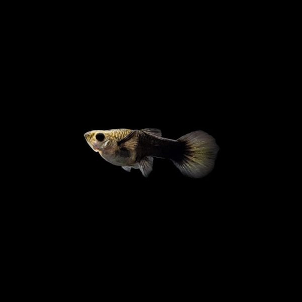 Half Black Leopard Guppy Supply - Image 3