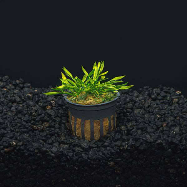 Crypt. Parva Sale - Image 2